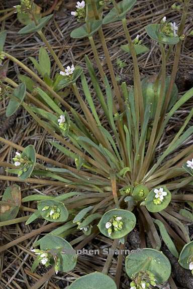 claytonia parviflora ssp parviflora 7 graphic